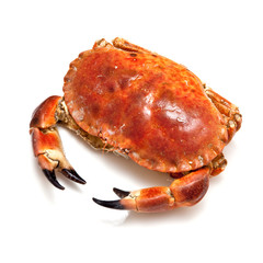 Edible brown crab isolated on a white studio background.