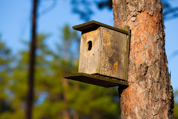 Starling house in forest