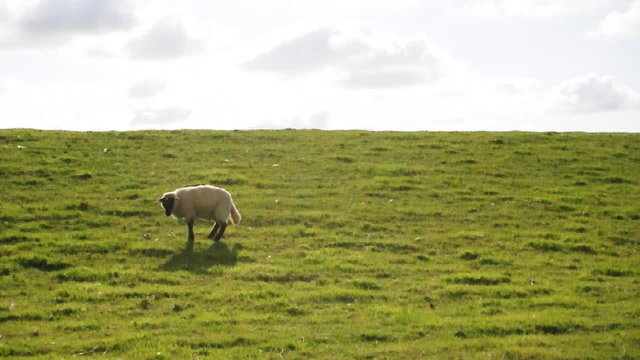Schaf auf Deich