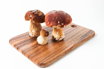 A collection of ceps from forest