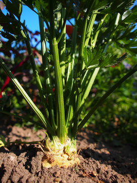 Selerie im Garten