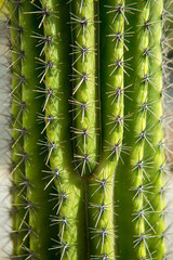 Lanzarote Guatiza cactus garden Stenocereus Stellatus