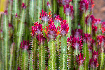 Lanzarote Guatiza cactus garden Euporbia Trigona