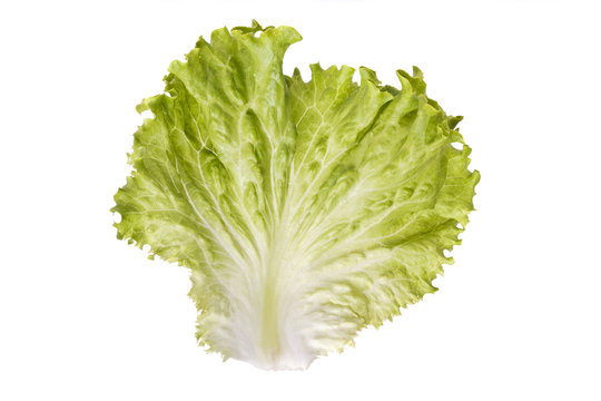 leaf of green lettuce