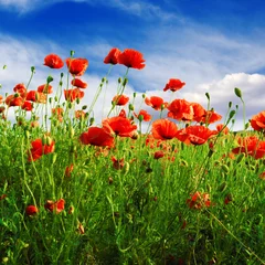 Foto op Canvas poppies on green field © Serghei V