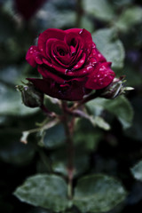 Роза в саду