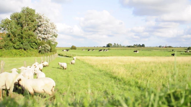 Schafe und K&uuml;he auf der Weide