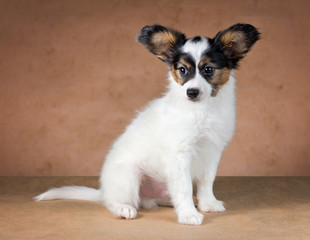 Papillon puppy