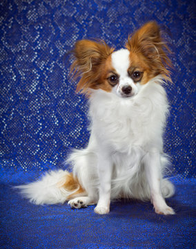 Young Papillon Dog