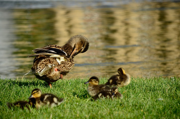 Duck family