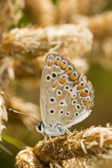 Southern Brown Argus (Aricia cramera) butterfly