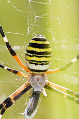 Orb-weaving Spider (Argiope bruennichi)