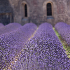 Lavender abbey - 44830143