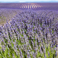 Naklejka premium Lavender fields