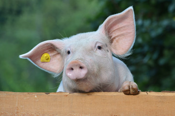 Schwein