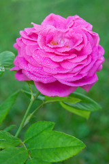 Pink rose