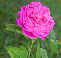 Pink rose