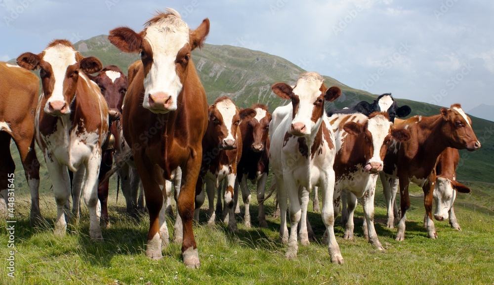 Sticker group of cows (bos primigenius taurus) in alps on pasture