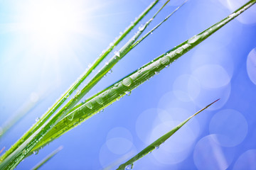 Green grass with dew drops