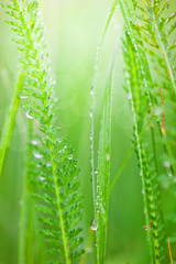 Fototapeta na wymiar Green grass with dew drops