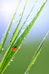 Green grass with dew drops and ladybird