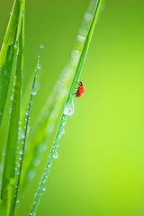 Green grass with dew drops and ladybird