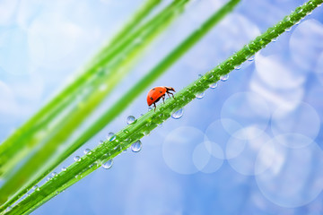 Green grass with dew drops and ladybird