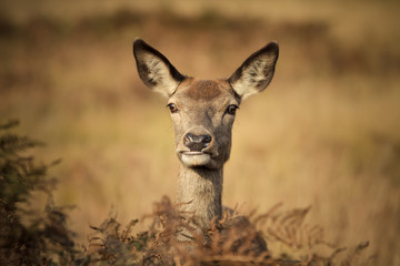 Red deer