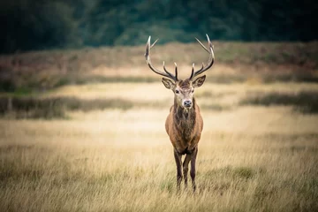 Fotobehang Rood Hert © arturas kerdokas