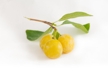 mirabelle plum