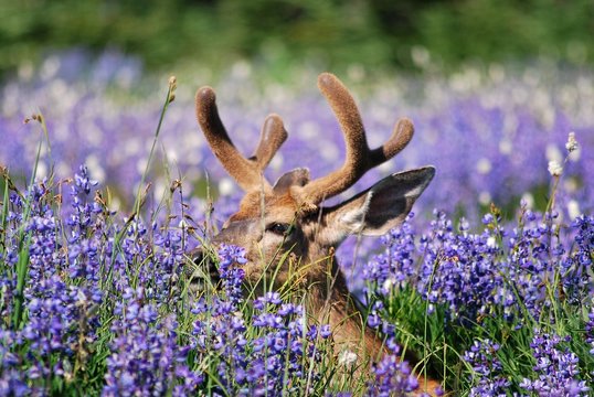 Cerf