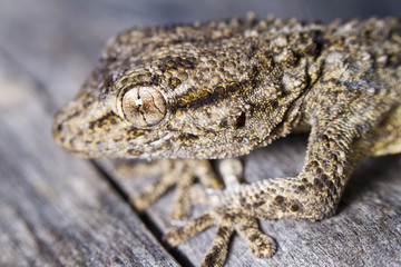 Moorish Gecko (Tarentola mauritanica)