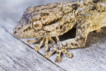 Moorish Gecko (Tarentola mauritanica)