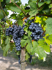 reife Weintrauben