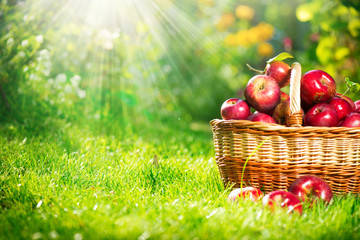 Organic Apples in the Basket. Orchard. Garden