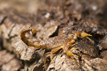 buthus scorpion
