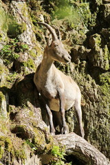 Ibex in the mountain