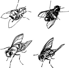 Flies