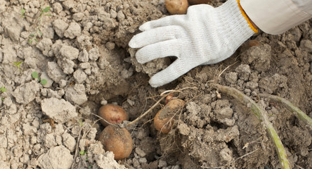 Potato harvesting on a farm