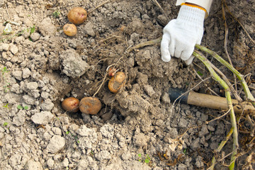 Obraz premium Potato harvesting on a farm