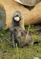 Fototapeta premium Marmotons eating