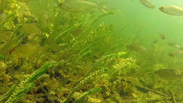 Shoal of silver bream in the lake