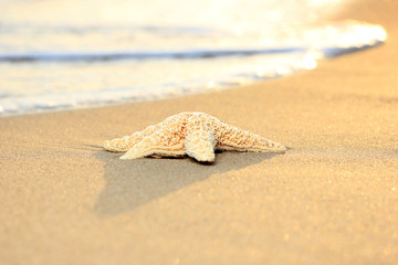 Starfish on the beach