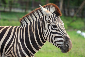 Fototapeta na wymiar Zebra [Equus Quagga] na tle naturalnych