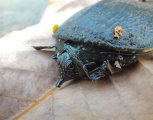Soft-shelled turtle on dry leaf