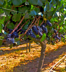 Bunches of grapes Carmenere in Chile