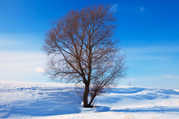 Winter lanscape with single tree