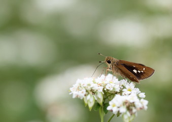 蕎麦の花の一文字挵