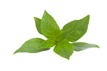 Thai Basil isolated on white background.