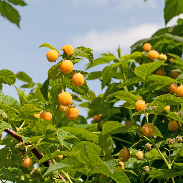 Himbeeren - Rubus idaeus